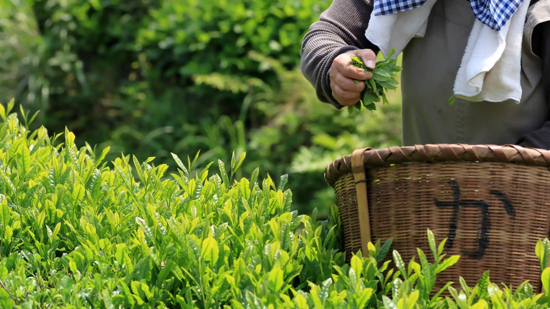 From Mountain to Teacup: Osada Tea’s Organic Legacy from Shizuoka